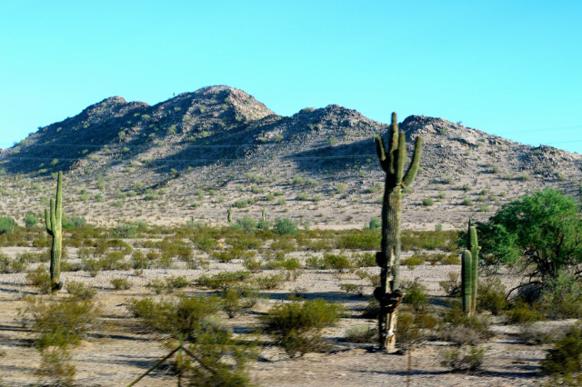 Warm Winter Getaway to Arizona - lots of cactus Warm Winter Getaway to Arizona - lots of cactus