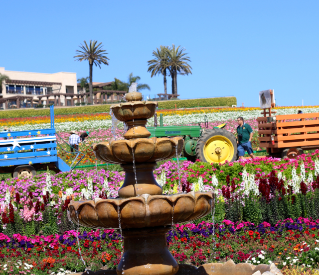 California's Super Bloom and Spring Trip to Flower Fields California's Super Bloom and Spring Trip to Flower Fields