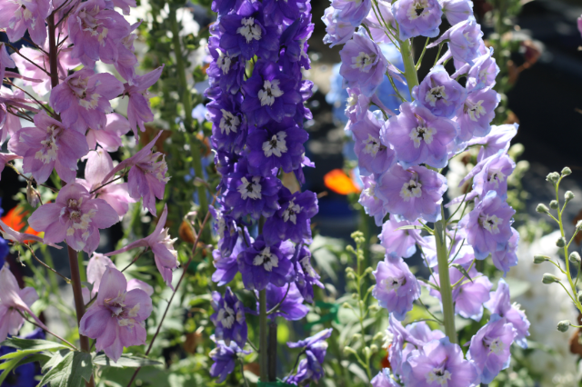 flowers flowers
