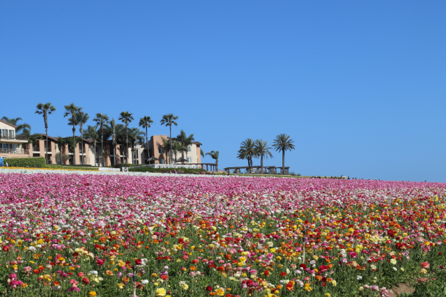 Spring Trip to Flower Fields Spring Trip to Flower Fields