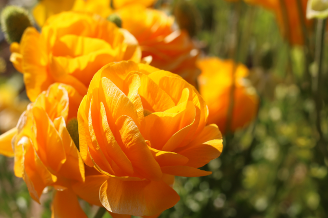 beautiful flower beautiful flower