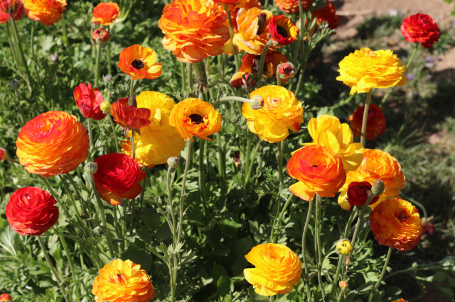 California's Super Bloom and Spring Trip California's Super Bloom and Spring Trip