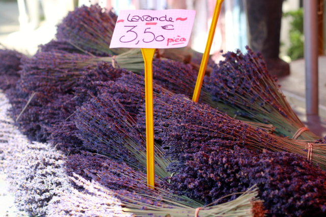 Visiting the Best Lavender Fields in Provence Visiting the Best Lavender Fields in Provence