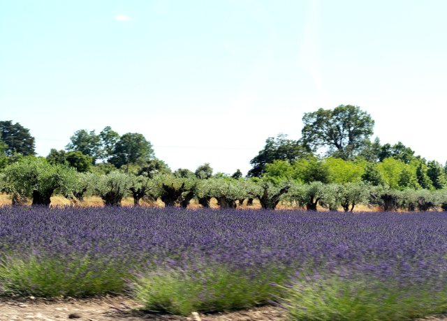 olive trees and lavender fields in luberon Provence olive trees and lavender fields in luberon Provence