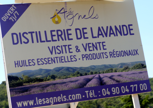 where to go visit lavender fields in Provence where to go visit lavender fields in Provence