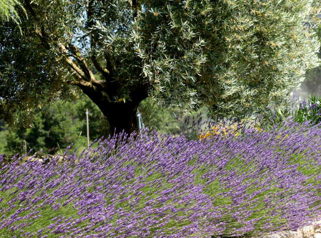 Lavender and olive tree in Provence Lavender and olive tree in Provence