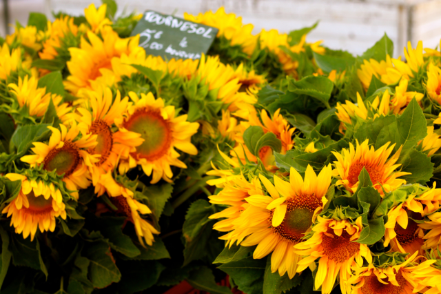 sunflowers at Best Provence Farmers' Market - in the Luberon sunflowers at Best Provence Farmers' Market - in the Luberon