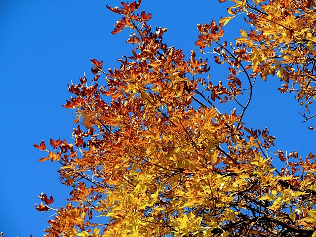 Gratitude Quotes, Autumn Beauty & Giving Thanks! Gratitude Quotes, Autumn Beauty & Giving Thanks!
