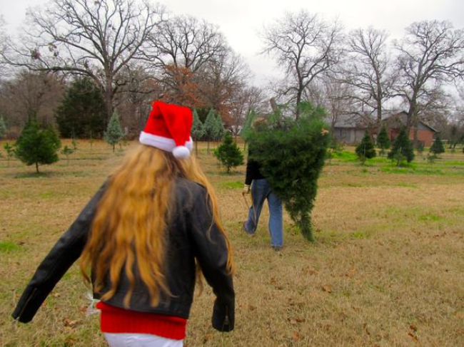 Cut Your Own Christmas Tree! Sustainable Family Fun Tradition Cut Your Own Christmas Tree! Sustainable Family Fun Tradition