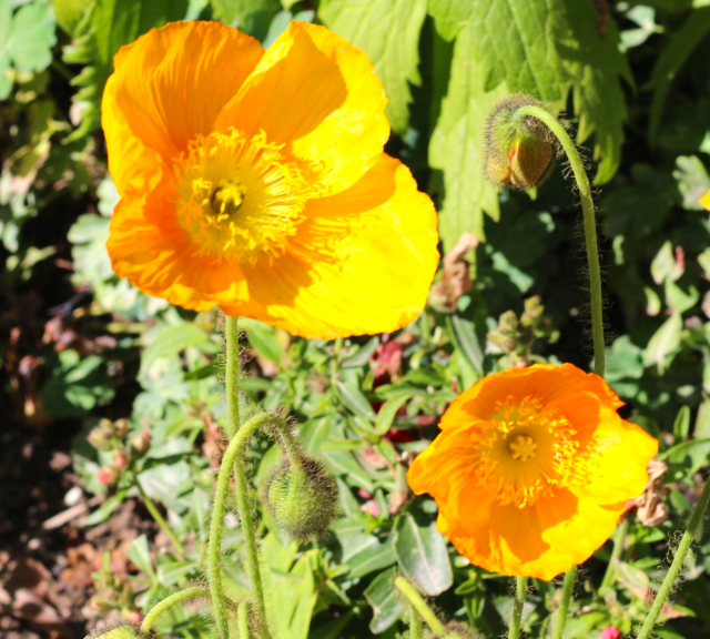 California's Super Bloom and Spring Trip California's Super Bloom and Spring Trip