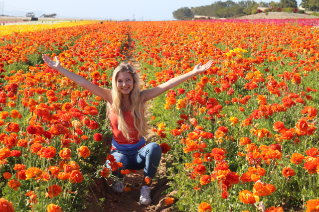 California's Super Bloom and Spring Trip to Flower Fields California's Super Bloom and Spring Trip to Flower Fields