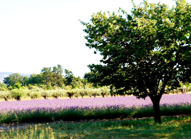 Visiting the Best Lavender Fields in Provence Visiting the Best Lavender Fields in Provence
