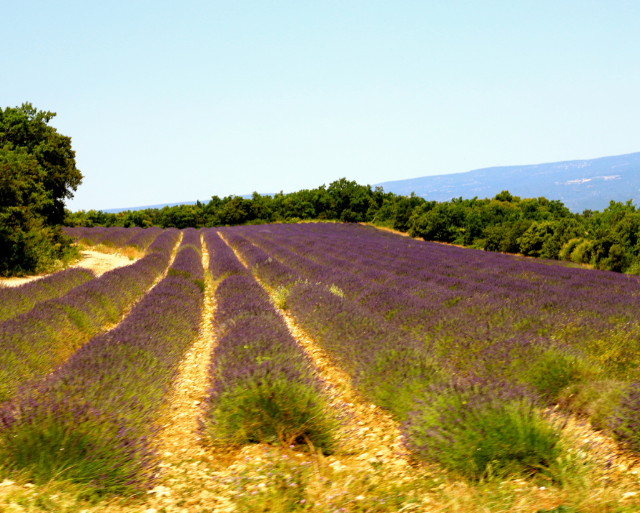 Visiting the Best Lavender Fields in Provence Visiting the Best Lavender Fields in Provence