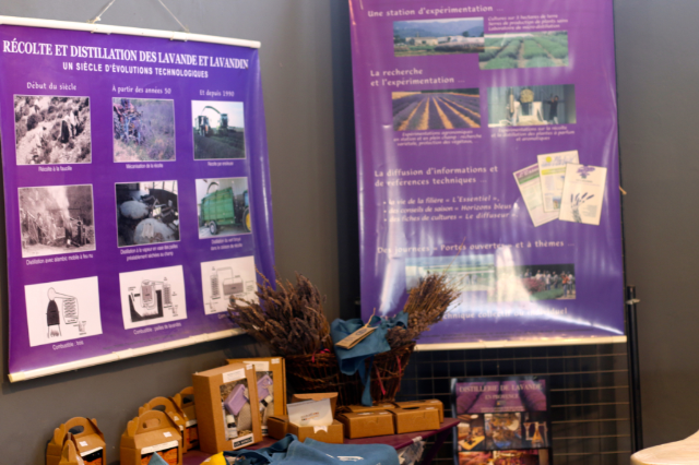 Visiting the Best Lavender Fields in Provence Visiting the Best Lavender Fields in Provence