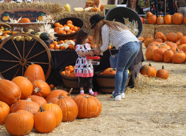 Pumpkins, Candy Apples, Halloween Family Fun! Pumpkins, Candy Apples, Halloween Family Fun!