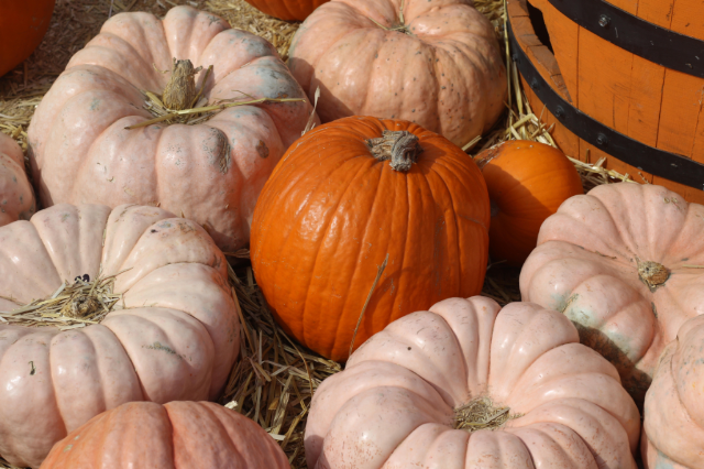 Pumpkins, Candy Apples, Halloween Family Fun!