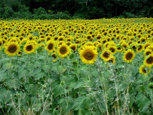 Portugal sunflowers Portugal sunflowers