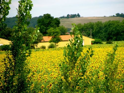 france sunflowers france sunflowers