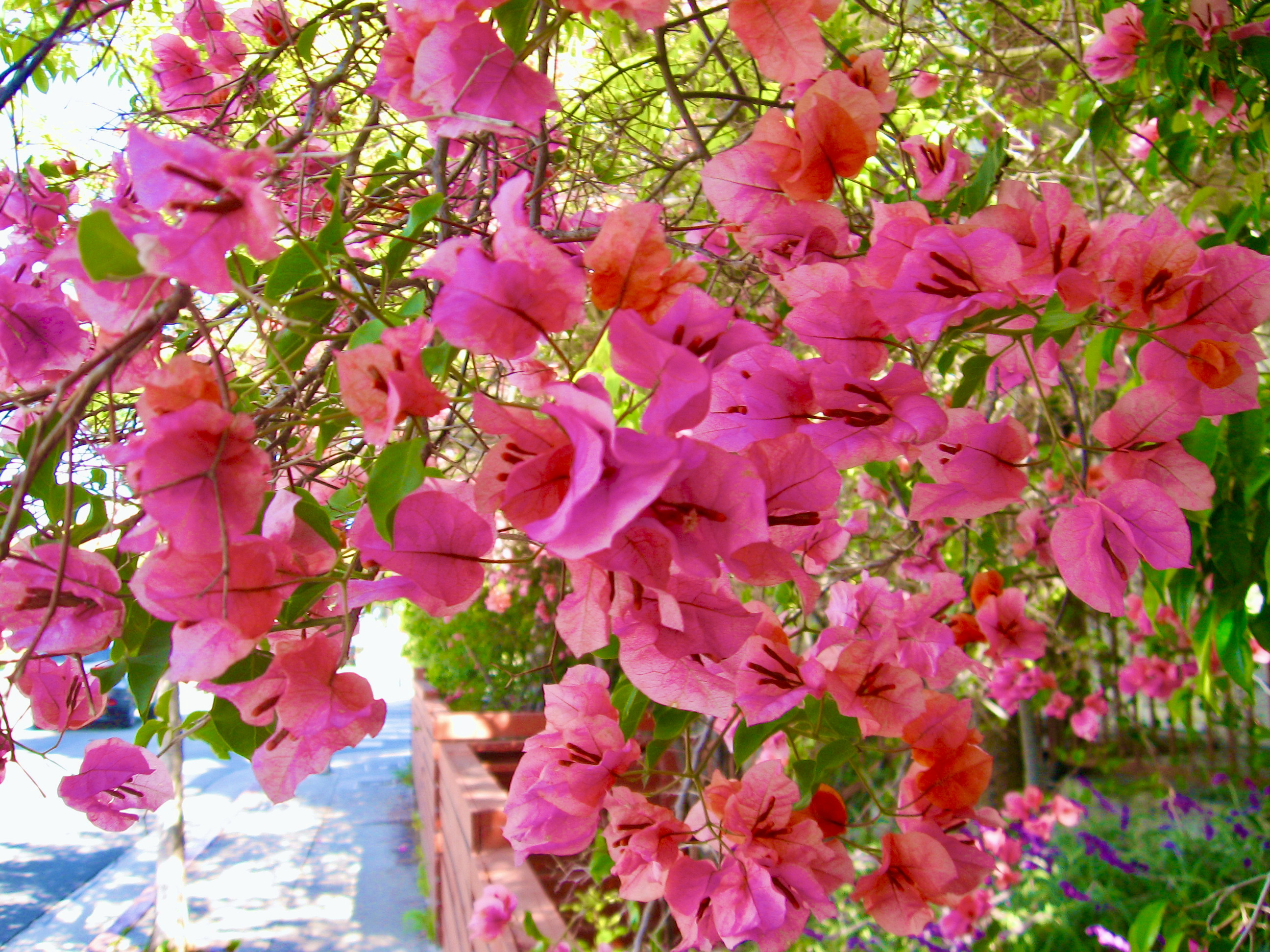 Morning Walks & Beautiful Flower Photos! soultravelers3 Bougainvillea Morning Walks & Beautiful Flower Photos! soultravelers3 Bougainvillea