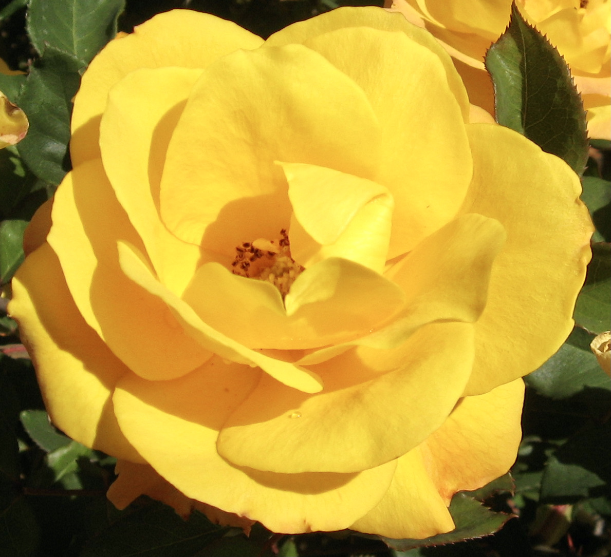 Morning Walks & Beautiful Flower Photos! soultravelers3 yellow rose Morning Walks & Beautiful Flower Photos! soultravelers3 yellow rose