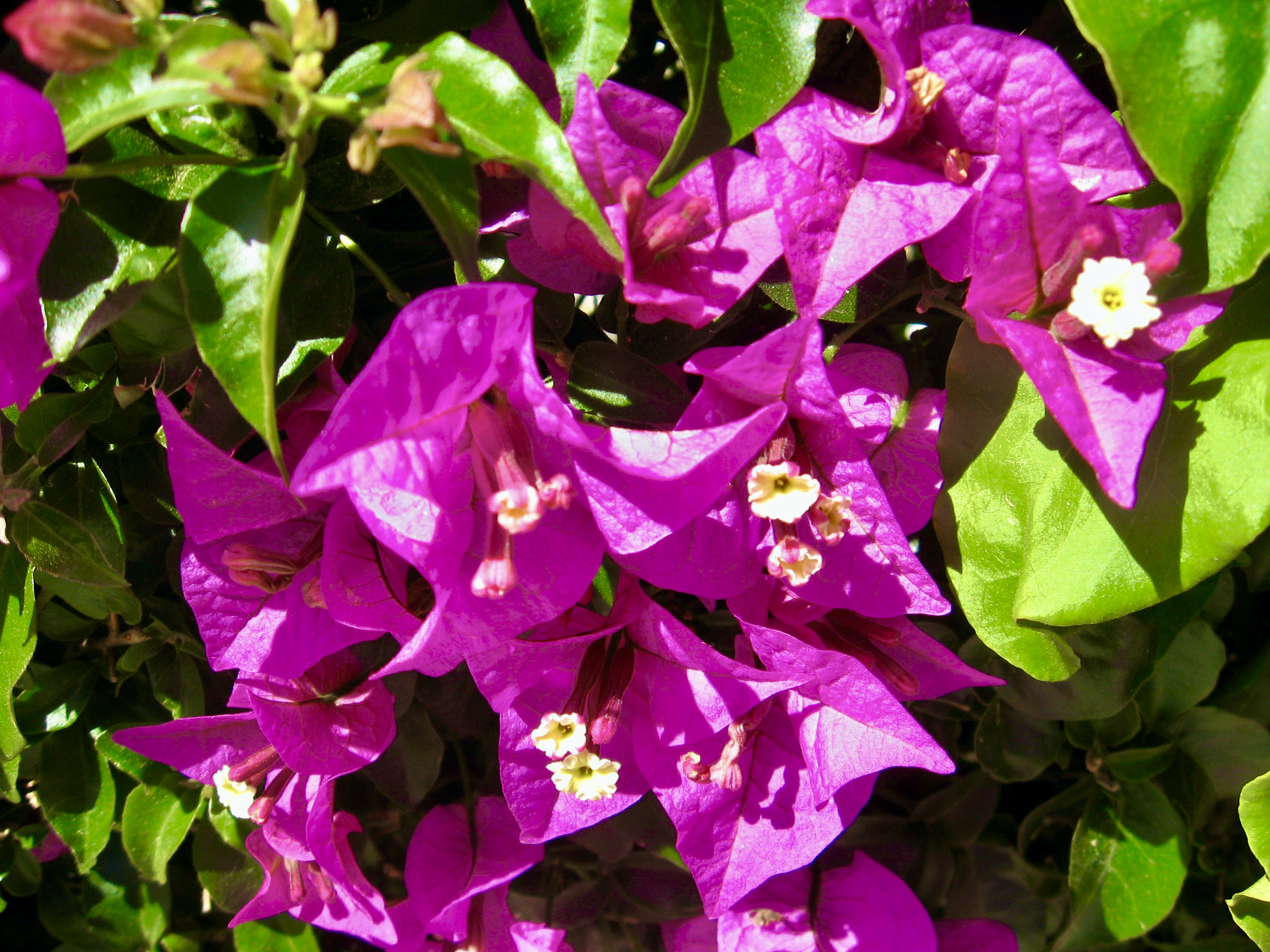 Morning Walks &  Beautiful Flower Photos! soultravelers3 purple 
