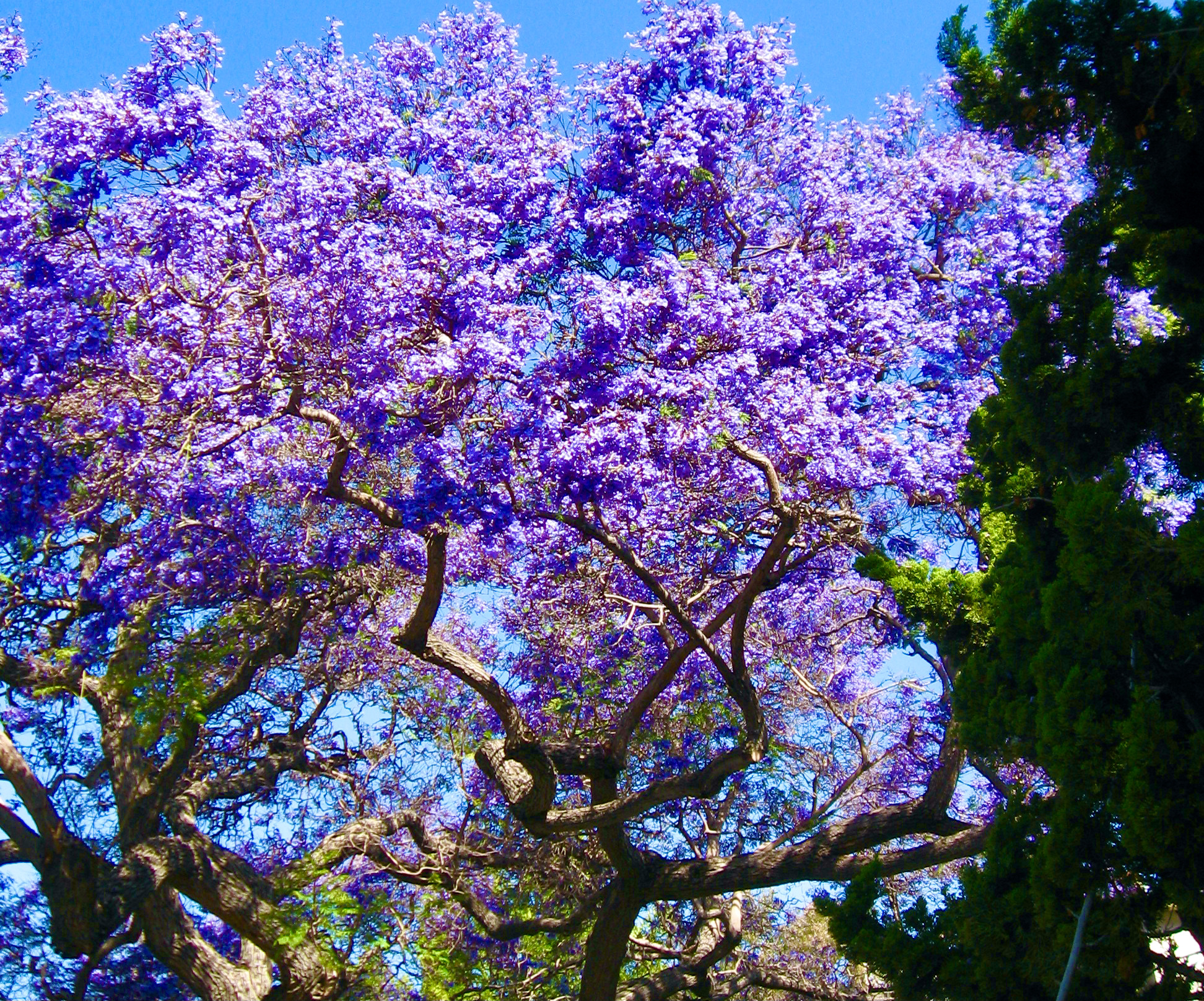 Morning Walks & Beautiful Flower Photos!