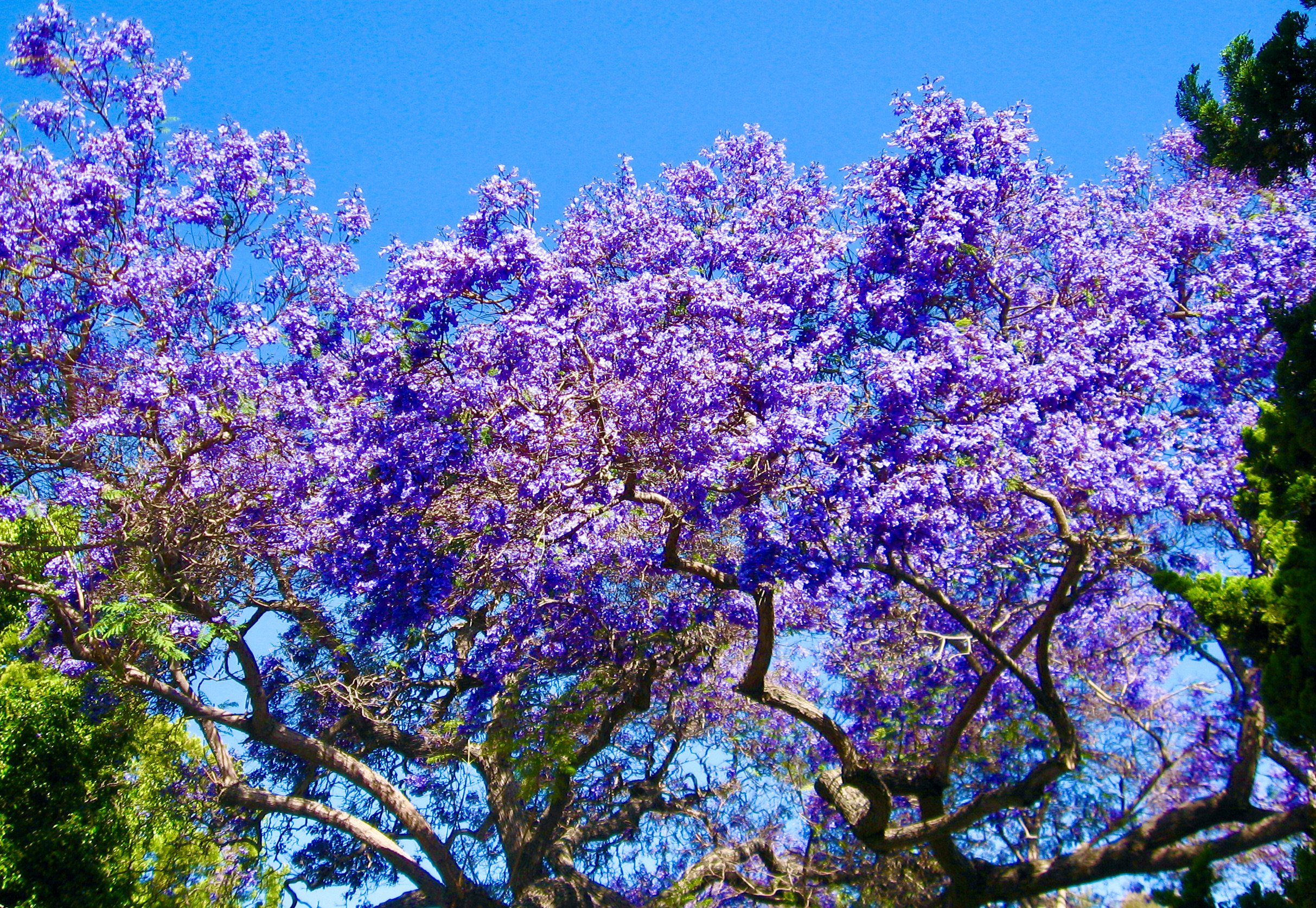 Morning Walks & Beautiful Flower Photos! purple magic tree Soultravelers3 Morning Walks & Beautiful Flower Photos! purple magic tree Soultravelers3