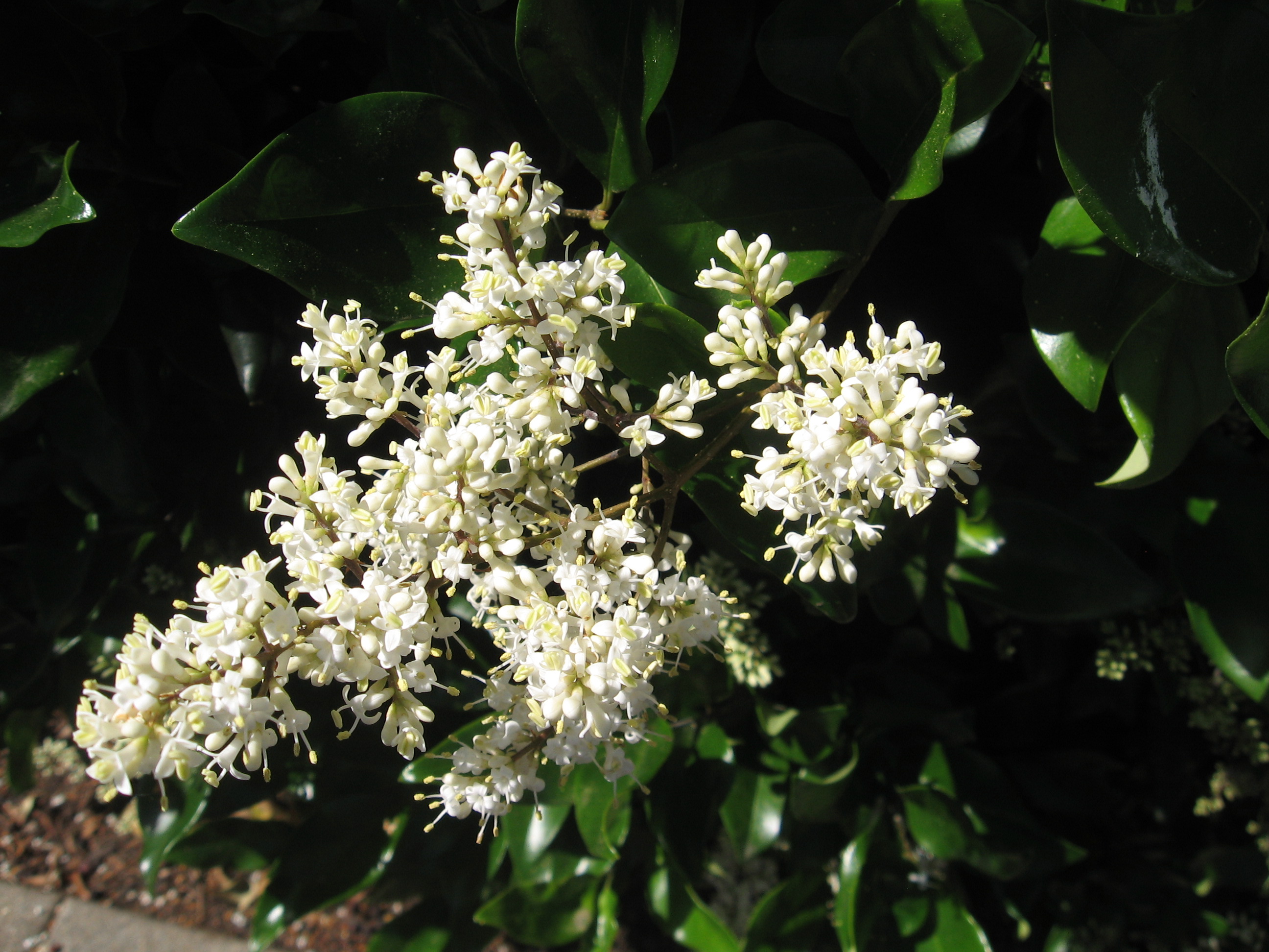 Morning Walks & Beautiful Flower Photos! soultravelers3 white frangrant flowers Morning Walks & Beautiful Flower Photos! soultravelers3 white frangrant flowers