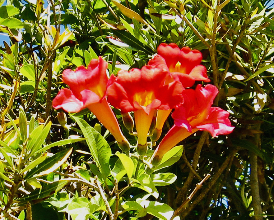 Morning Walks & Beautiful Flower Photos! soultravelers3 red trumpet vine Morning Walks & Beautiful Flower Photos! soultravelers3 red trumpet vine