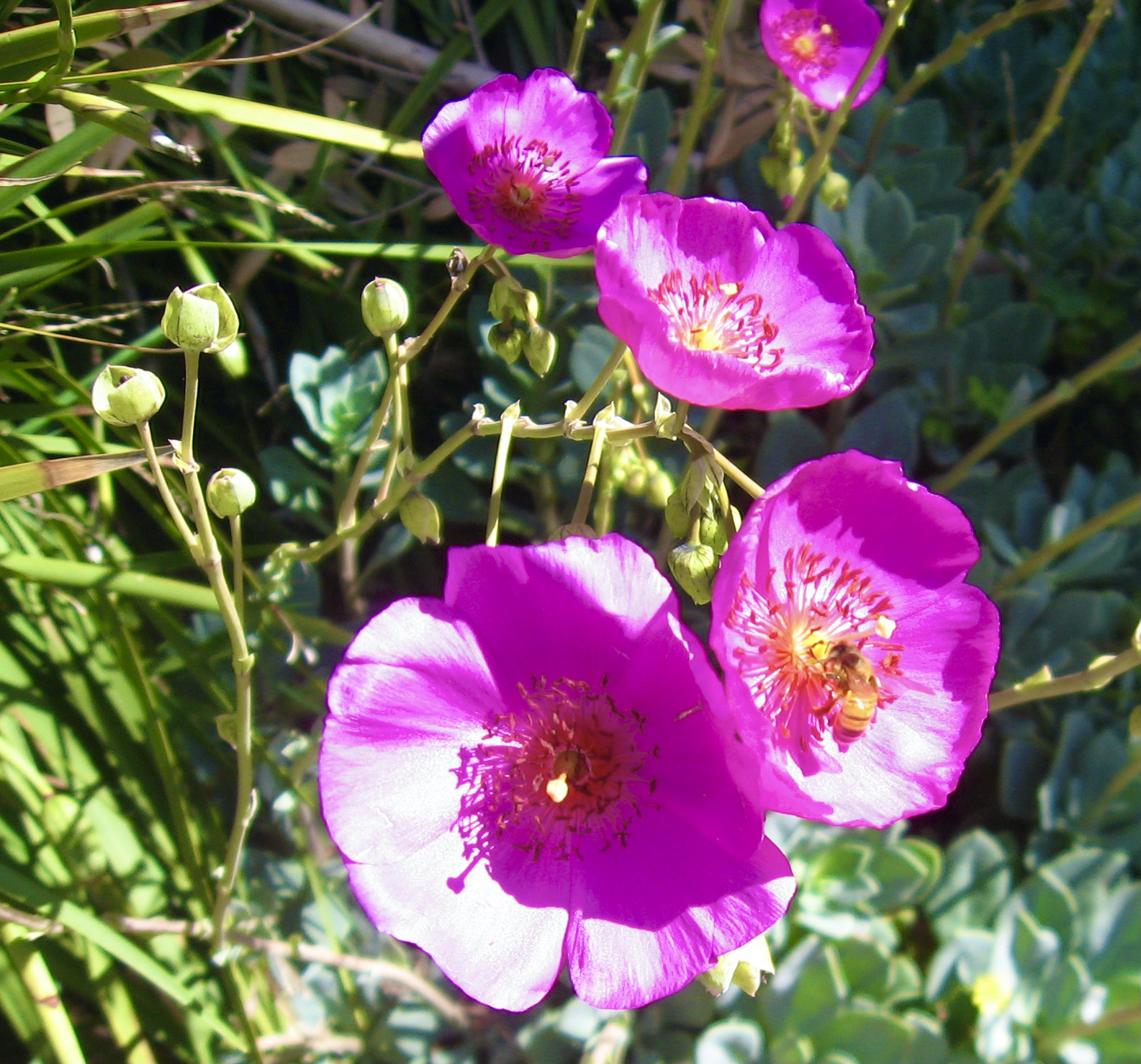 Morning Walks & Beautiful Flower Photos! soultravelers3 more purple Morning Walks & Beautiful Flower Photos! soultravelers3 more purple