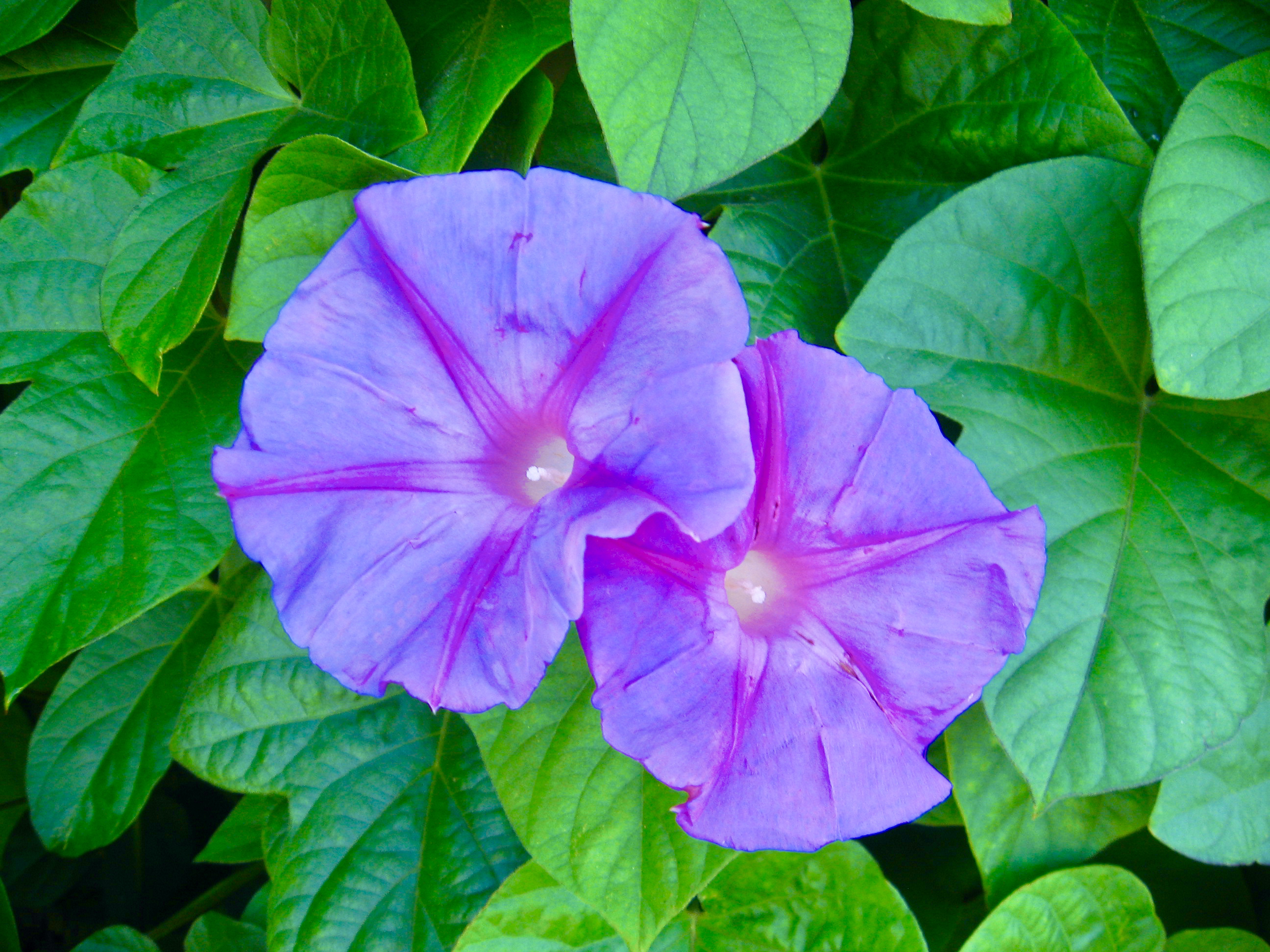 Morning Walks & Beautiful Flower Photos! soultravelers3 morning glories Morning Walks & Beautiful Flower Photos! soultravelers3 morning glories