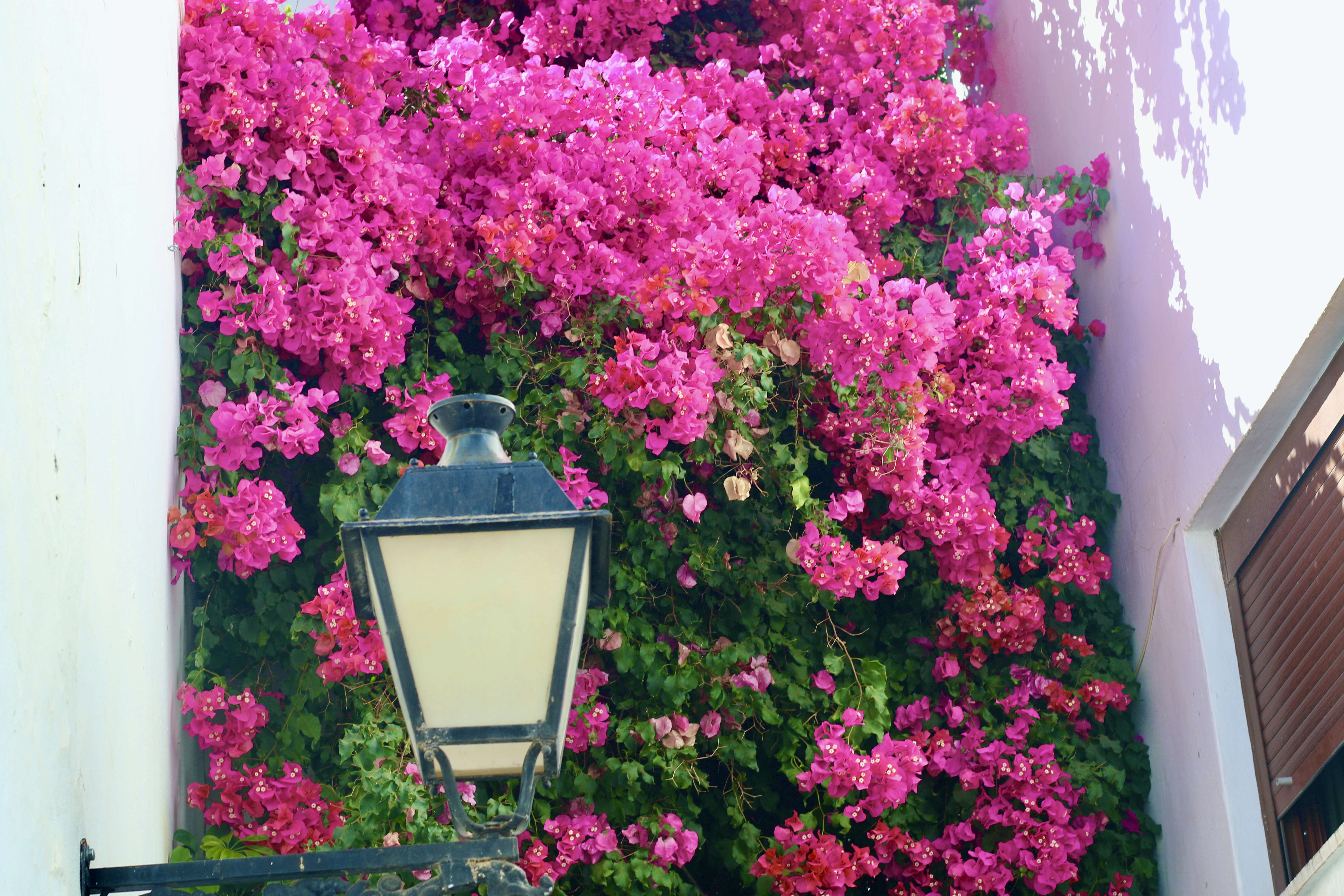 Morning Walks & Beautiful Flower Photos! soultravelers3 andalucia flowers white village Morning Walks & Beautiful Flower Photos! soultravelers3 andalucia flowers white village
