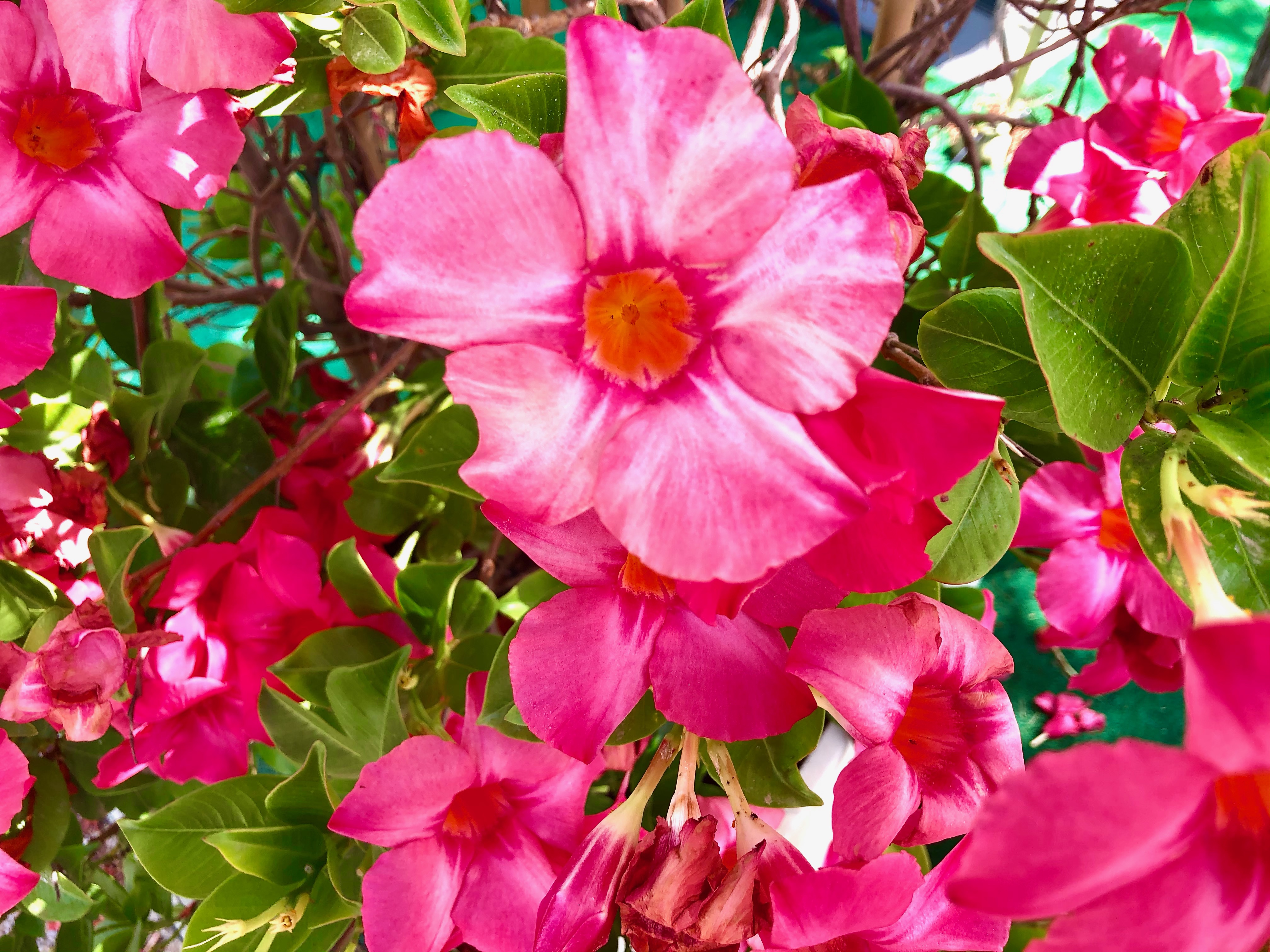 Camping spain beautiful pink flowers campsite Camping spain beautiful pink flowers campsite