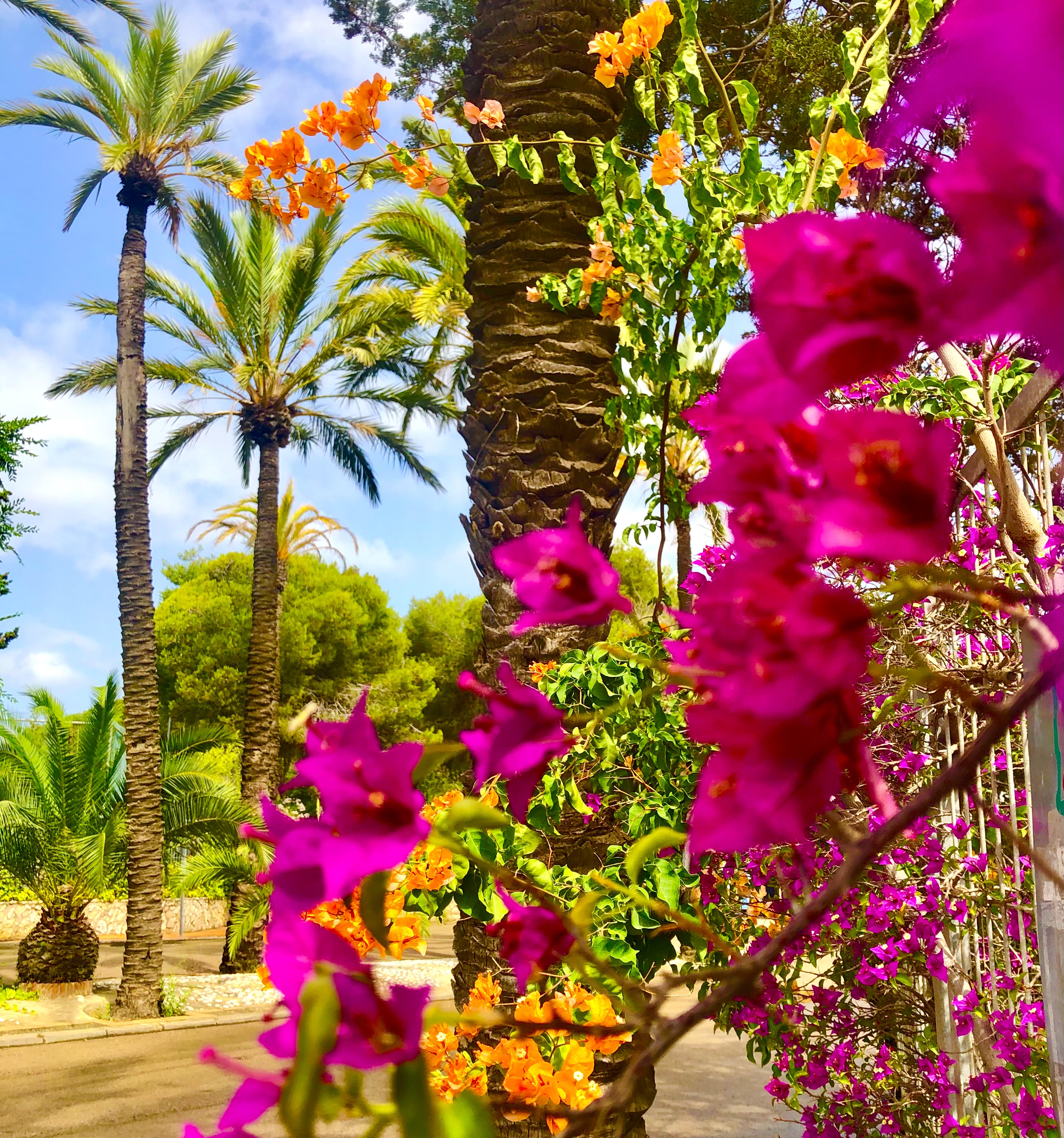 Camping Spain Simple Pleasures Soultravelers3 camping barcelona flowers Camping Spain Simple Pleasures Soultravelers3 camping barcelona flowers