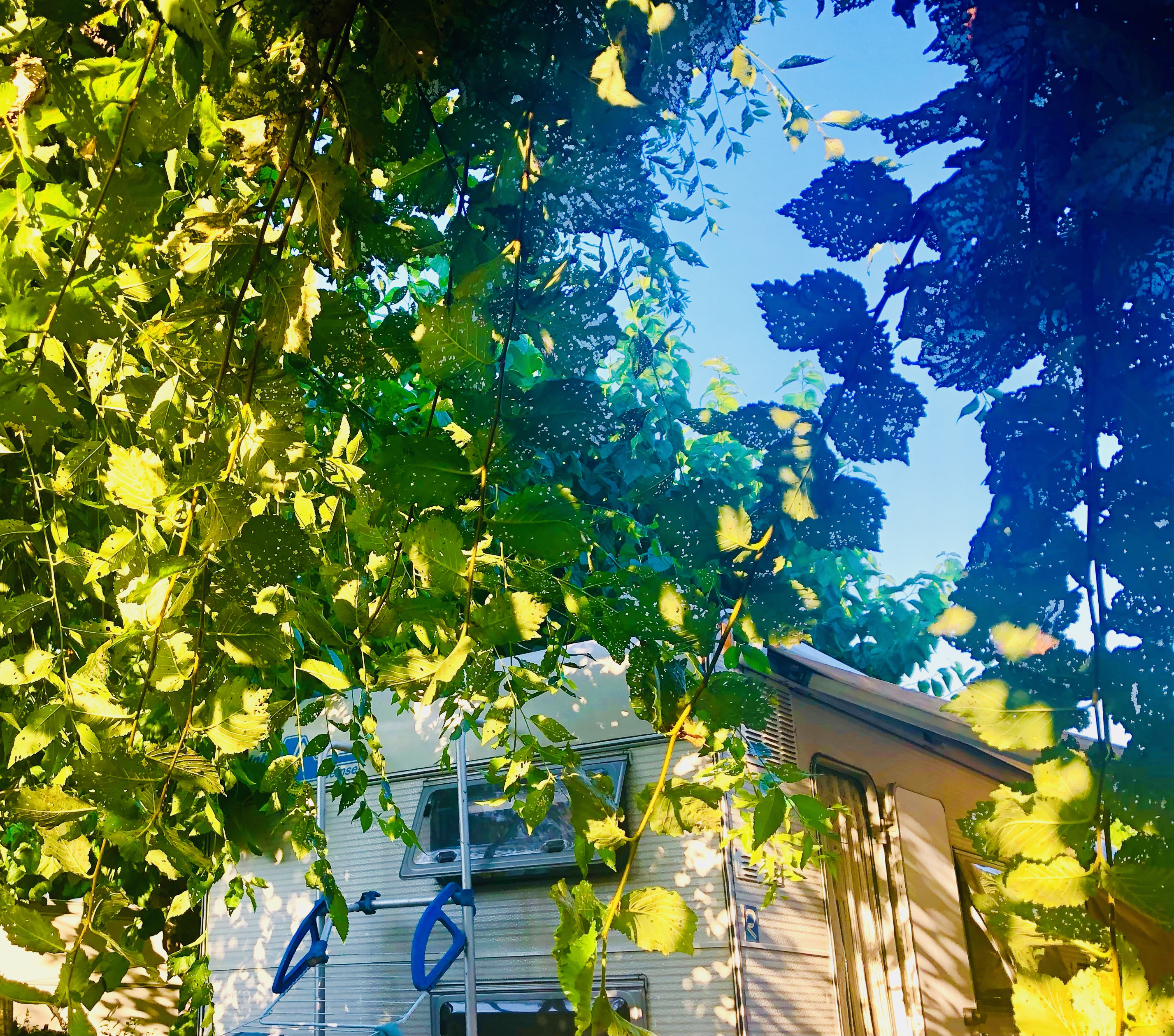 Camping Spain Simple Pleasures soultravelers3 shady campsite treees keep it cool Camping Spain Simple Pleasures soultravelers3 shady campsite treees keep it cool