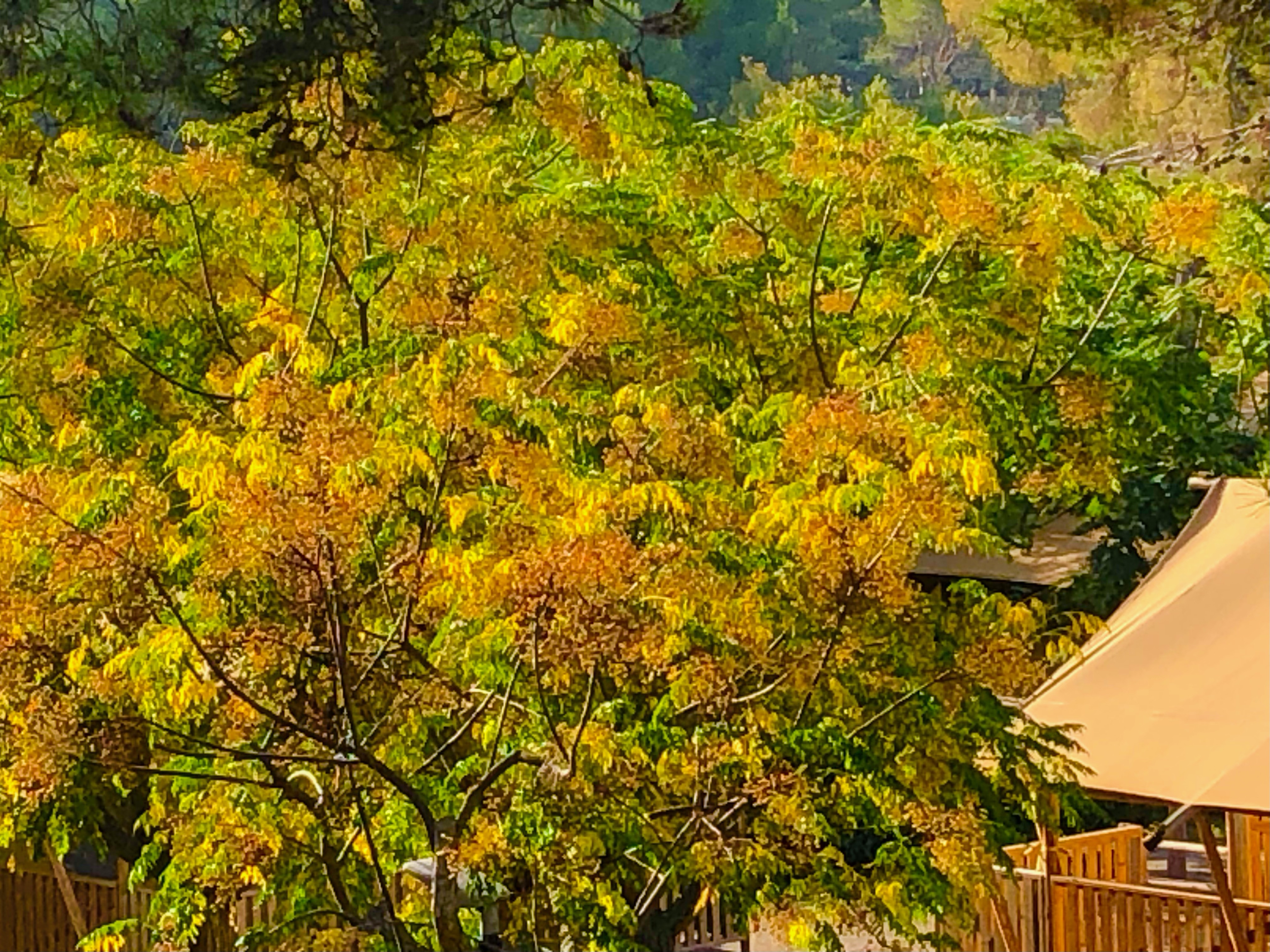 Awesome Fall Colors in Europe! barcelona 
