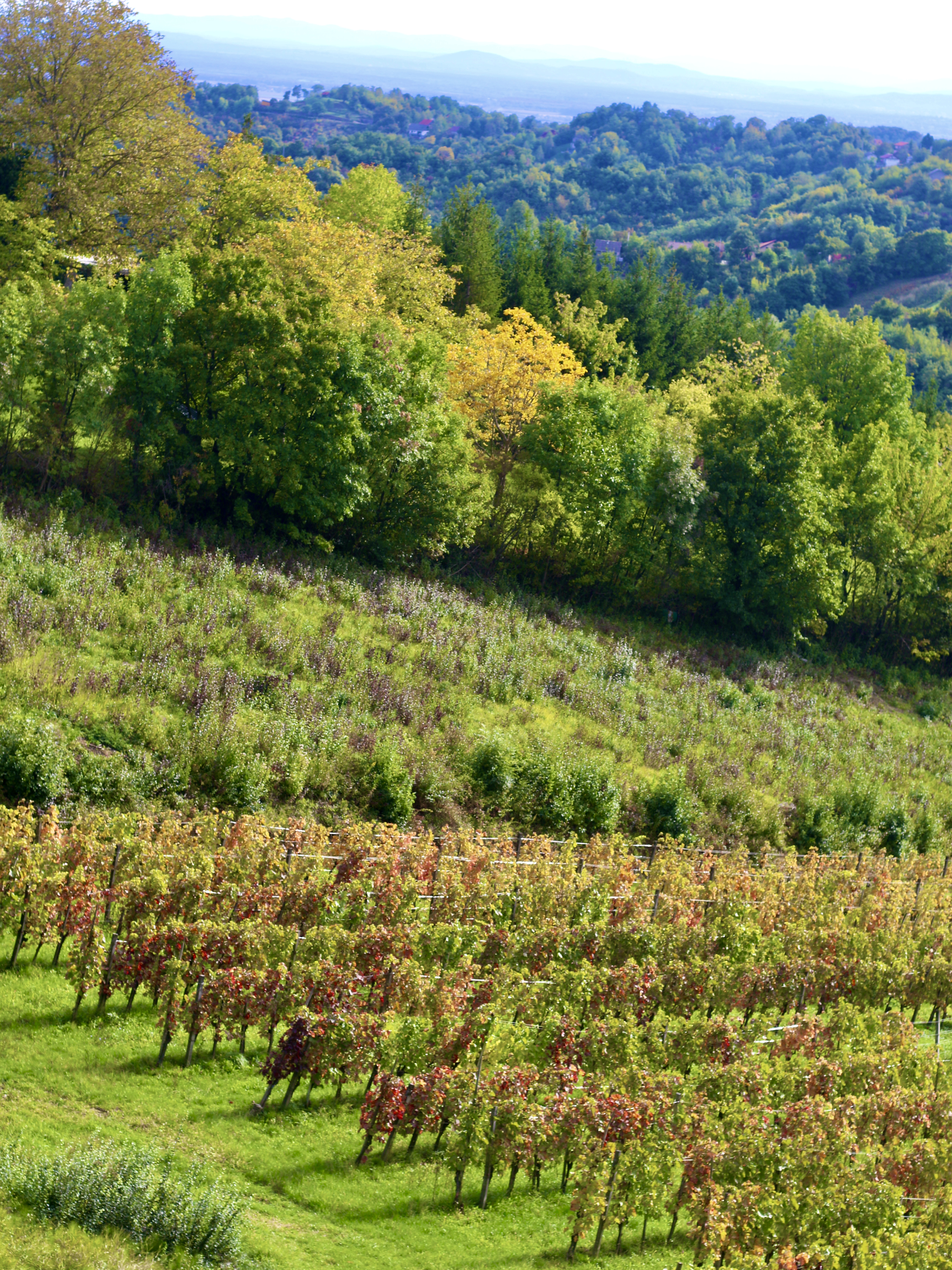Awesome Fall Colors in Europe! Zagreb croatia winery Awesome Fall Colors in Europe! Zagreb croatia winery