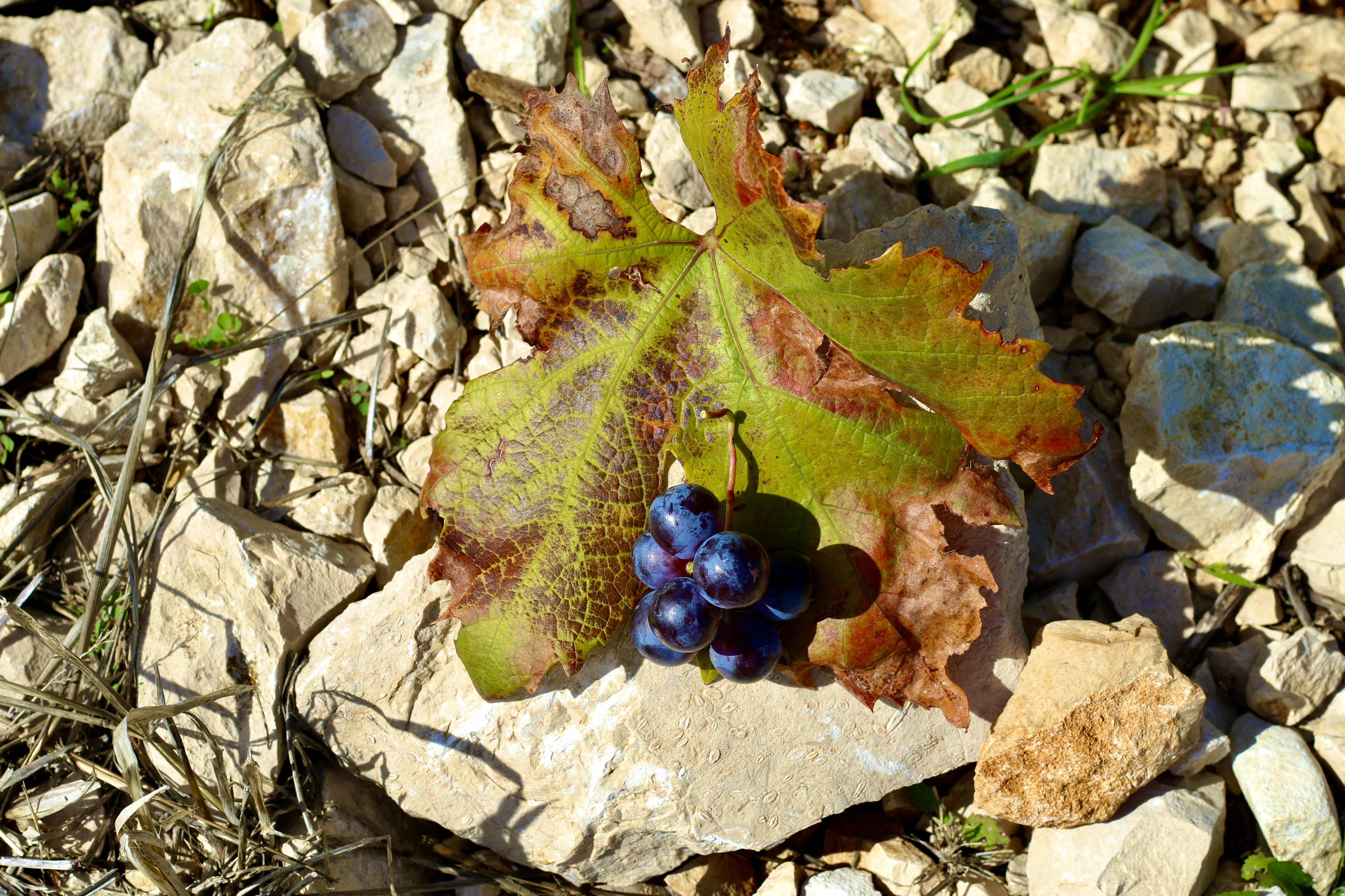 Awesome Fall Colors in Europe! Vineyard by the sea in Zandar Croatia Awesome Fall Colors in Europe! Vineyard by the sea in Zandar Croatia