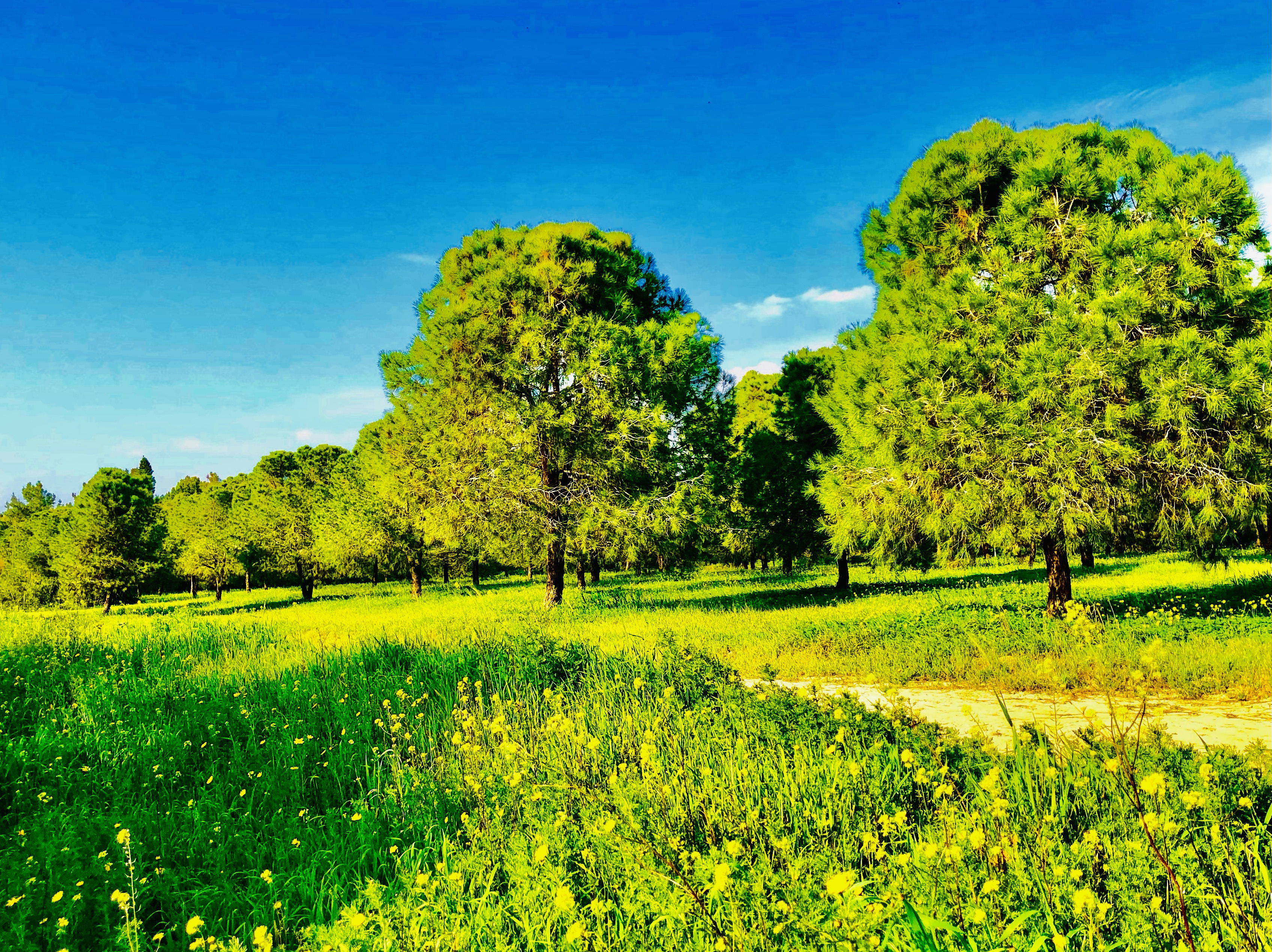 Larnaca Larnaka cyrpus travel  The Patticheio Park 
