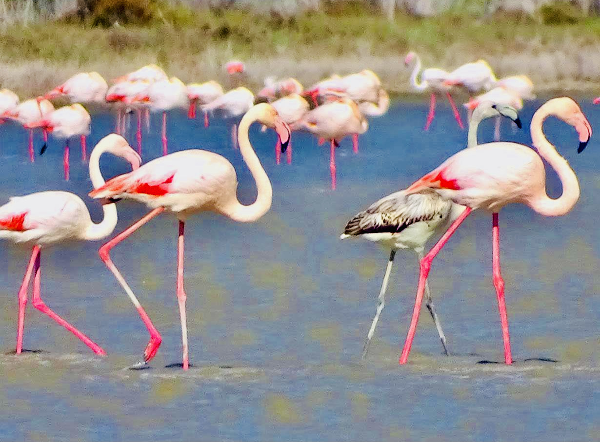 Larnaca cyprus flamingos 