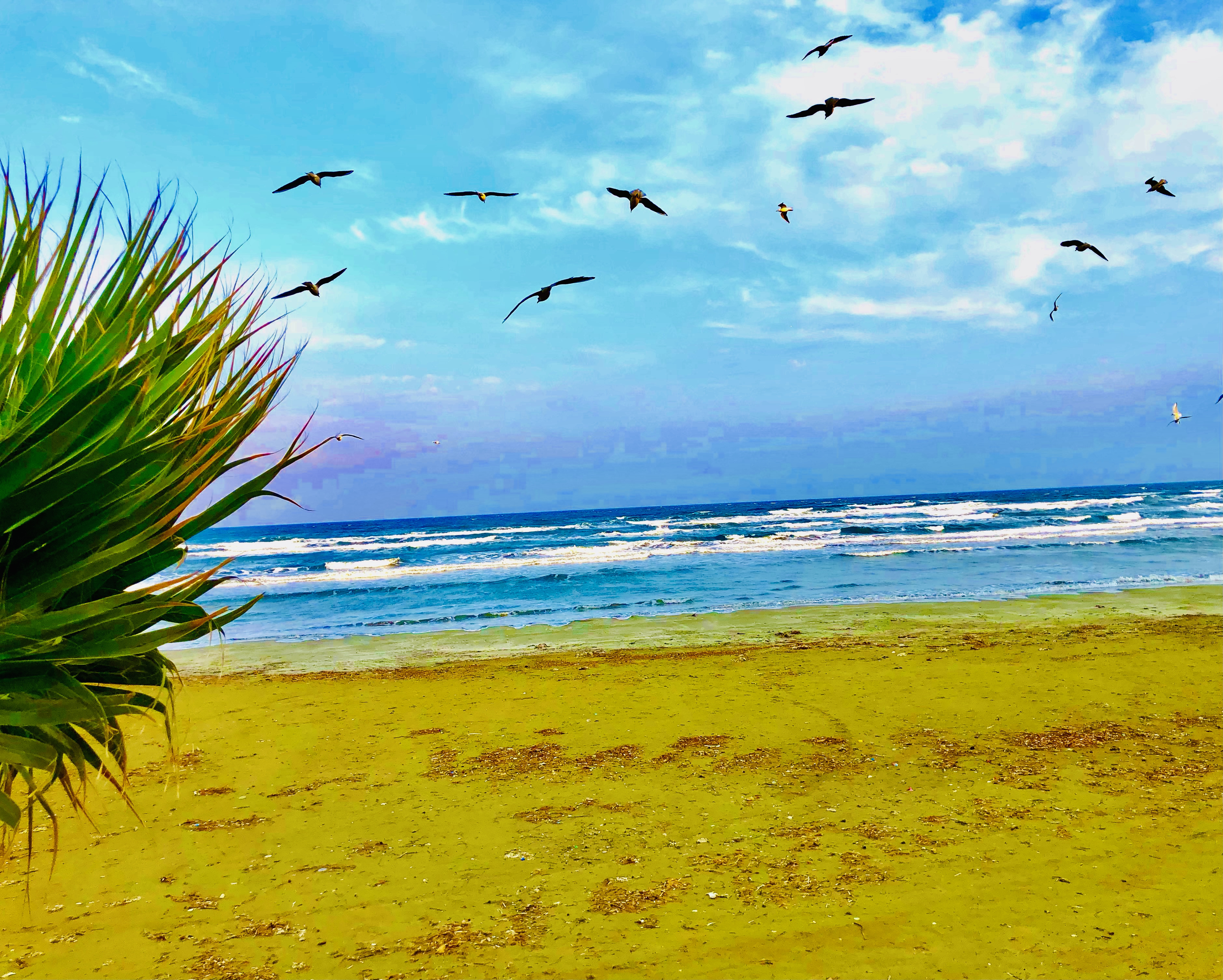 Larnaca cyprus beach birds 