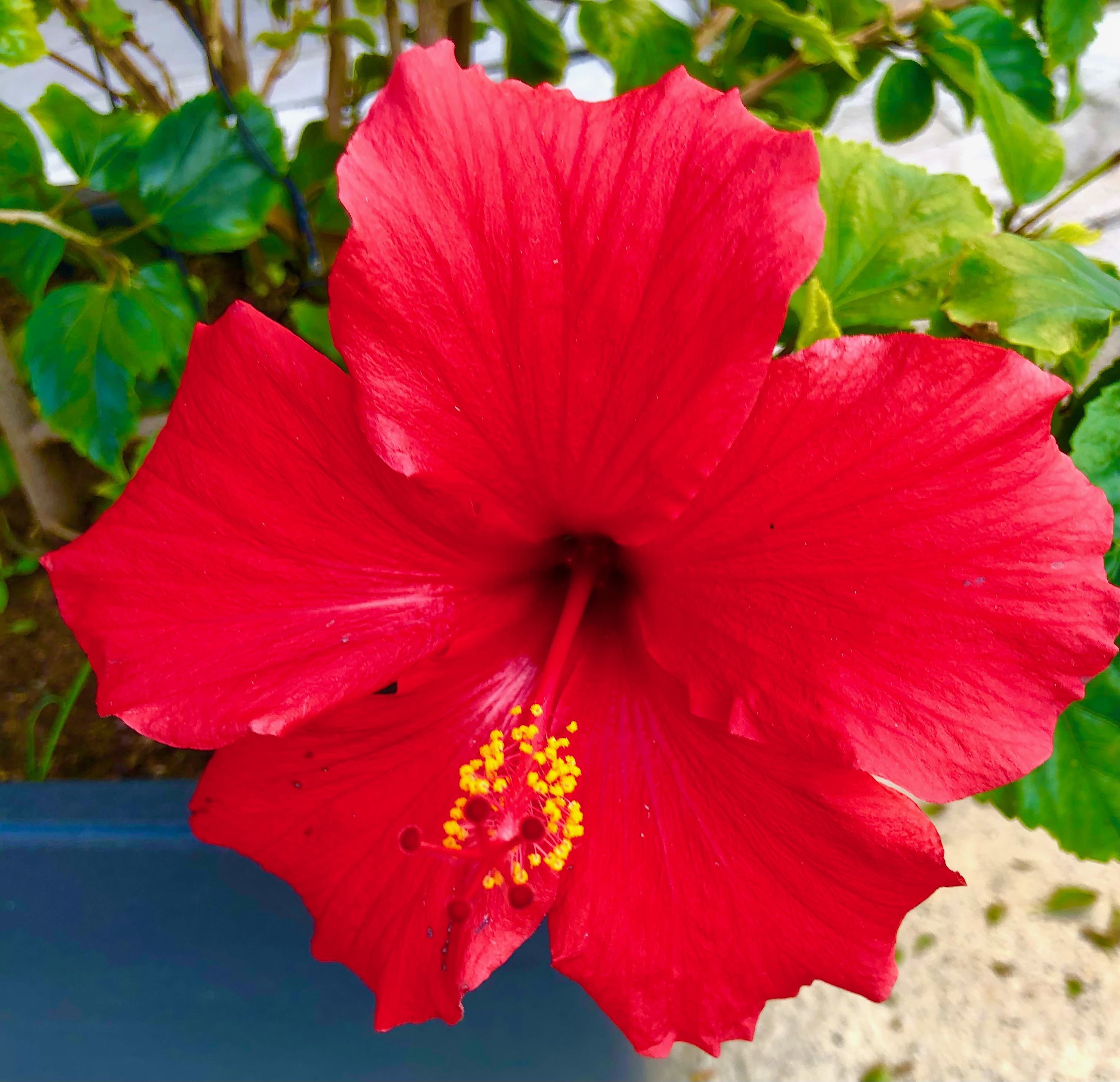 5 Places to Visit to See Beautiful Winter Flowers hibiscus 5 Places to Visit to See Beautiful Winter Flowers hibiscus