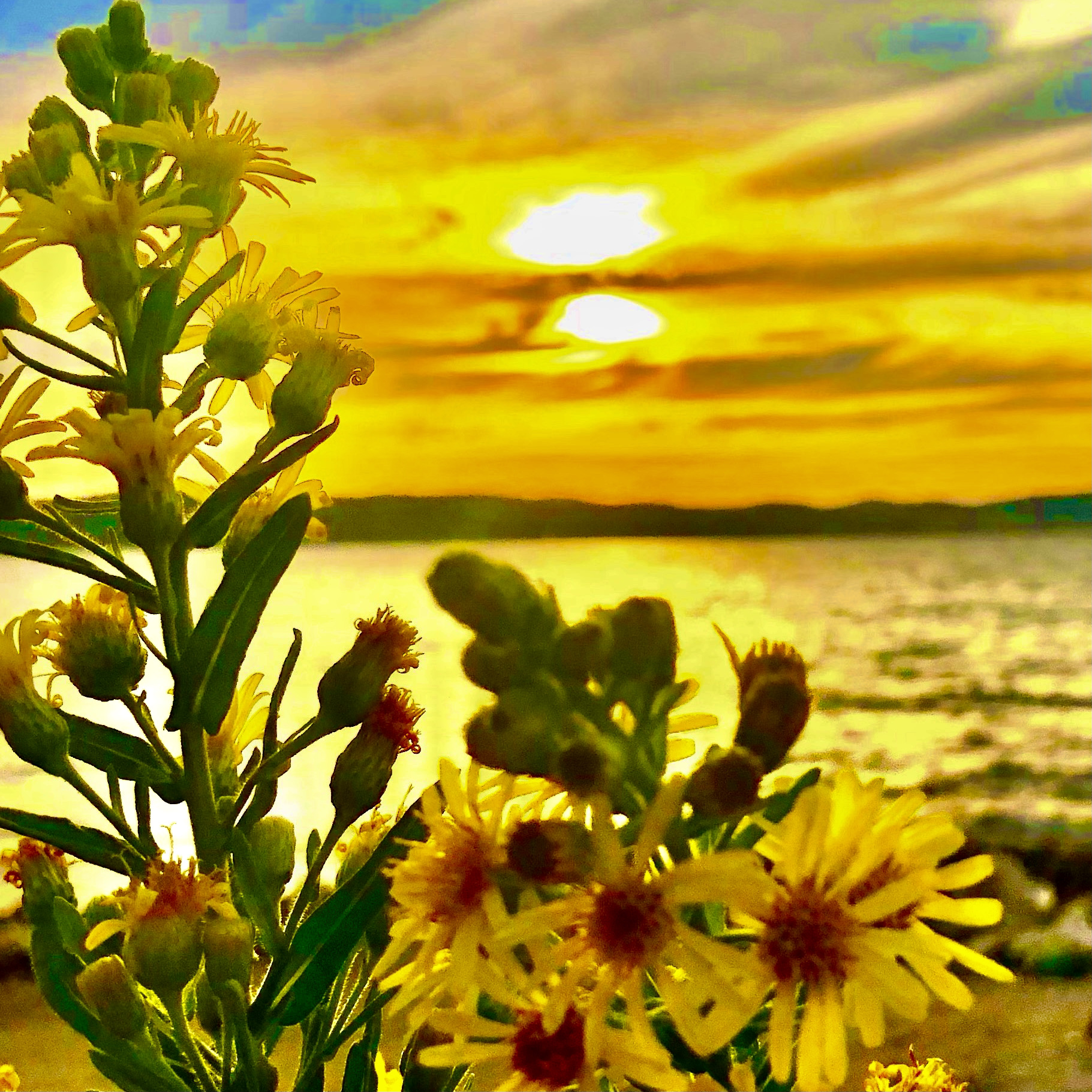 5 Places to Visit to See Beautiful Winter Flowers wild flowers and sunsets 5 Places to Visit to See Beautiful Winter Flowers wild flowers and sunsets