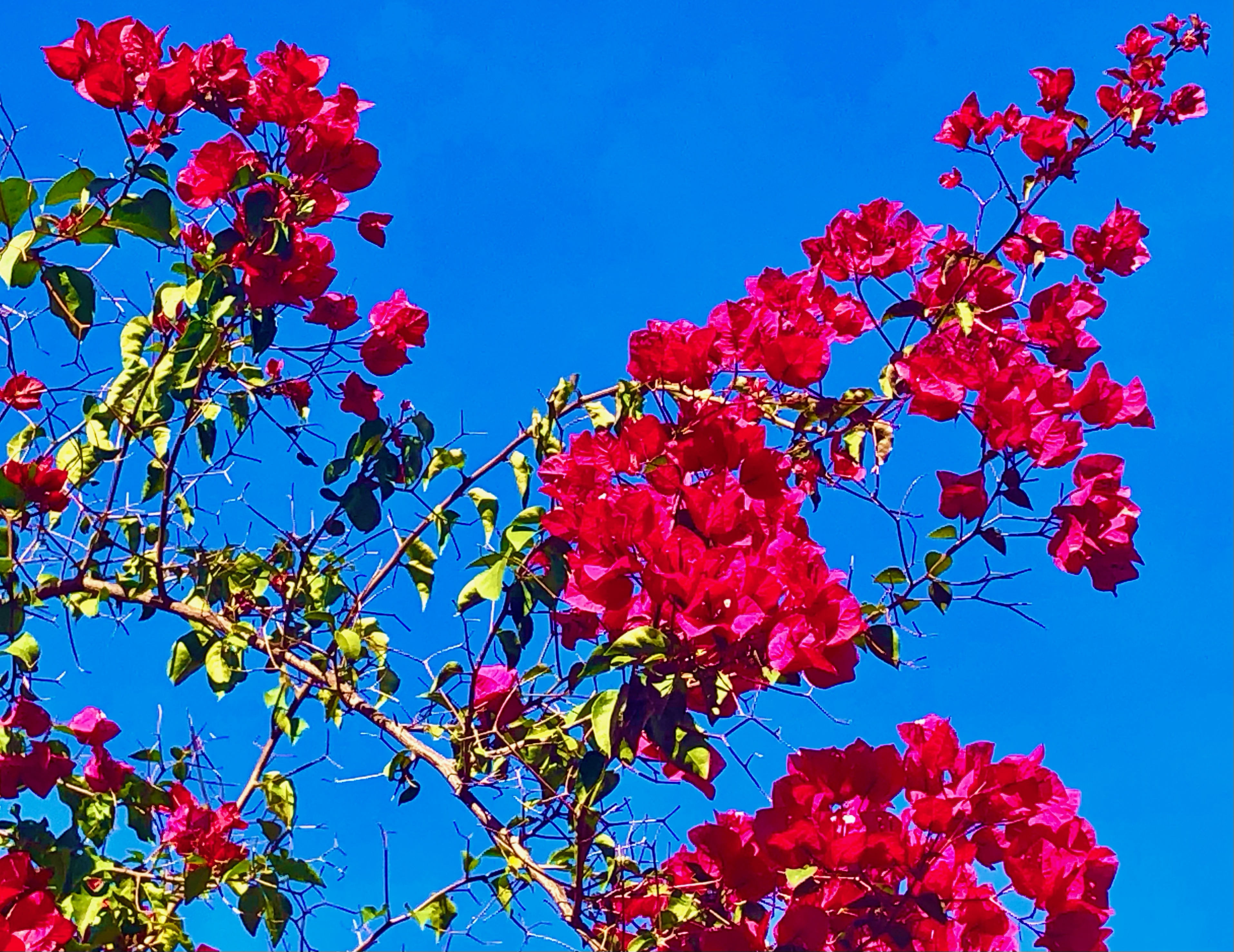 5 Places to Visit to See Beautiful Winter Flowers 5 Places to Visit to See Beautiful Winter Flowers