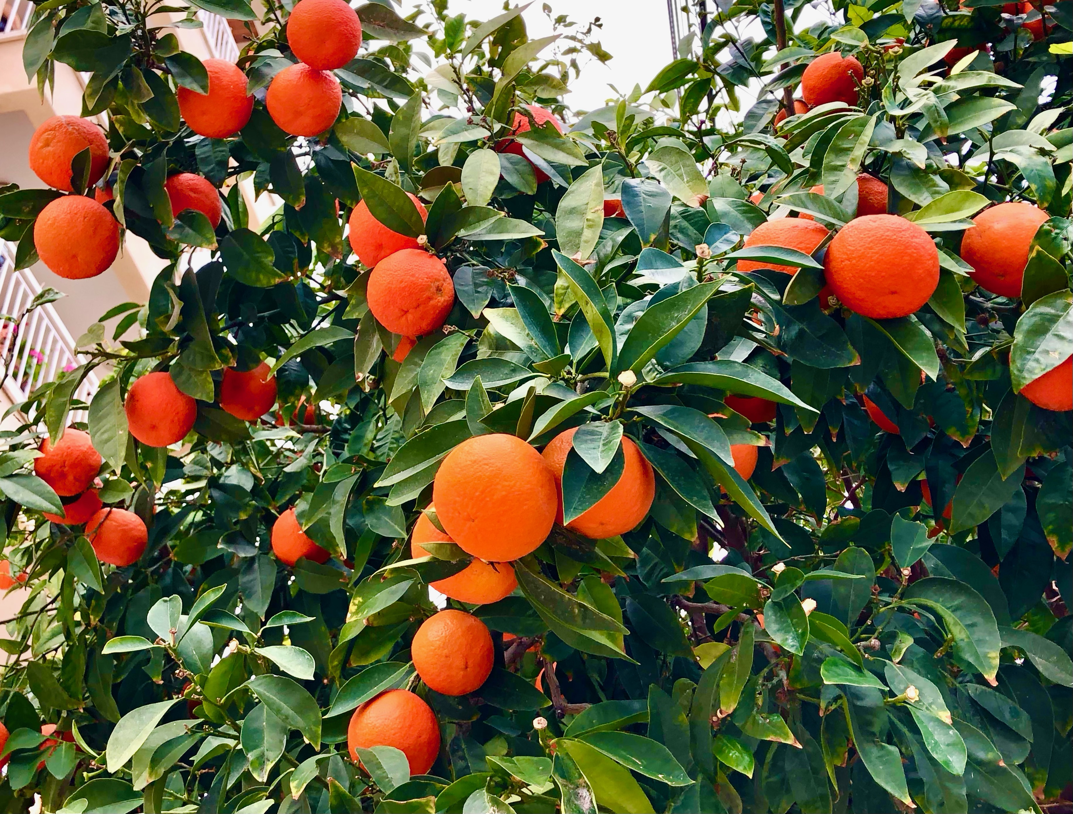 5 Places to Visit to See Beautiful Winter Flowers orange trees harvest 5 Places to Visit to See Beautiful Winter Flowers orange trees harvest