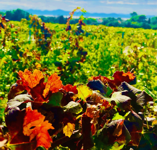 Best Ocean View Vineyard in Europe! autumn color wine and swimming Best Ocean View Vineyard in Europe! autumn color wine and swimming
