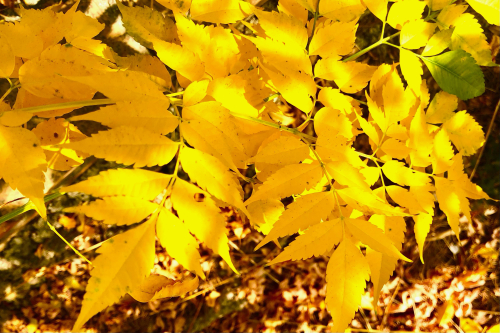 Fall Color & Halloween in Barcelona! Yellow leaves spain autumn 