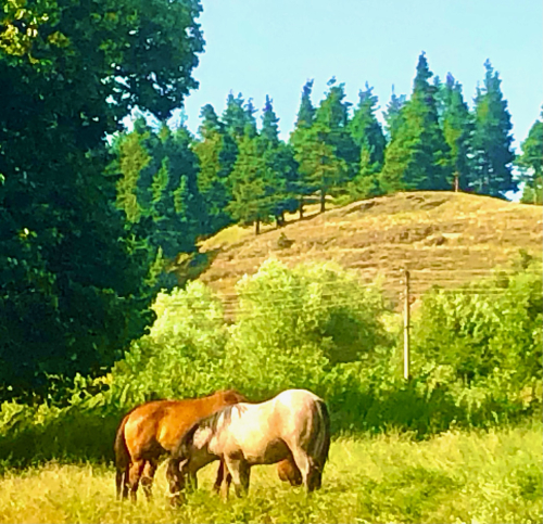 Where is the Best Hot Springs in Bansko? banya thermal waters and horses Where is the Best Hot Springs in Bansko? banya thermal waters and horses