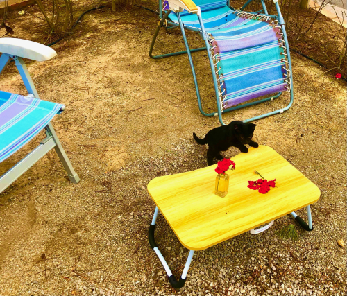 Cute Kittens & Cats You Meet Traveling! wild stray kittens camping vanlife in spain Cute Kittens & Cats You Meet Traveling! wild stray kittens camping vanlife in spain