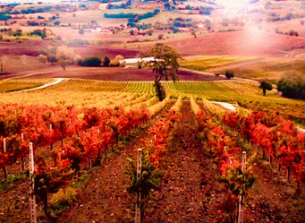 Europe in Autumn: 10 Best Fall Destinations! umbria   italy vineyard autum colors 